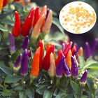 BOLIVIAN RAINBOW CHILLI SEEDS 100 SEEDS ORNAMENTAL CHILI PEPPERS SPICY CHILi