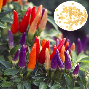 Bolivian Rainbow Chilli Pepper Seeds - UK SELLER - Picture 1 of 12