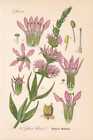 Lythrum Salicaria - Blutweiderich Thome Chromo-Lithographie Von 1886