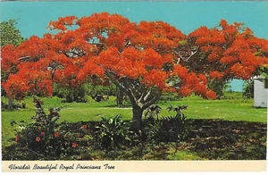 Vintage Florida Chrome Postcard Florida's Beautiful Royal Poinciana Tree - Picture 1 of 2