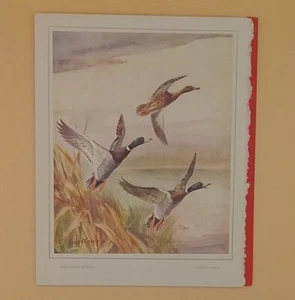 Vintage Christmas Card, 'Mallards Rising' By Roland Green - Used - Bild 1 von 3