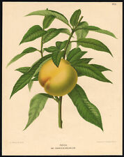 Antique Print-Favorite de Bollwiller Peach-Flora en Pomona-Wendel-Severeyns-1876