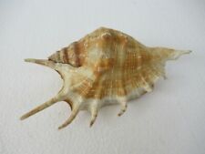 Antique Spider Conchs Seashells Vintage Sea Shells Seashell Collectibles Rare"F4