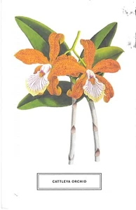 Orchids NYBG Postcard Cattleya Orchid New York Botanical Garden - Picture 1 of 2