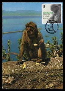 GIBRALTAR 2021 Maximum Card EUROPA - Barbary Macaques, Macaca sylvanus, Rock ape - Imagen 1 de 2