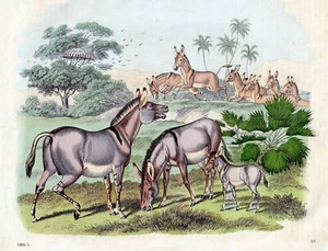 Wilde afrikanische Esel. Altcolorierte Lithografie von 1863 - Bild 1 von 1