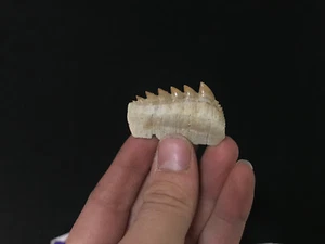 Montañas de Tiburón Vaca Hexanchus Griseus Fósil Fossil Cow Tiburón Rare - Bild 1 von 2
