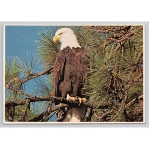 Postal con impresiones de águila calva Western Mountain West - Imagen 1 de 2