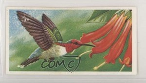 1985 Brooke Bond Incredible Creatures Tea Address Sheen Lane Bee Hummingbird z6d