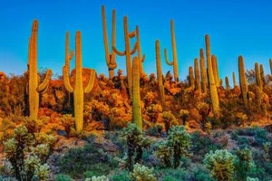 Saguaros at Dusk Saguaro National Park Photo Art Print Poster 24x36 inch - Picture 1 of 1