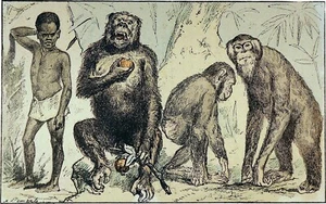 ZOOLOGIE - EVOLUTION der HOMINIDEN - Farbradierung aus dem 19. Jahrhundert - Bild 1 von 3
