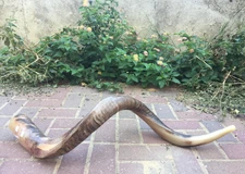 Kudu Cuerno Yemenita Shofar Chofar 51 "127 Cm kosher Medio Natural Raro AutÃ©ntico 
