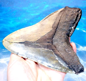 5.70" MEGALODON SHARK STUNNING SERRATED MONSTER NATURAL TOOTH REAL FOSSIL 418g - Foto 1 di 13