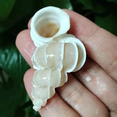 Natural Wentletrap Seashell Epitonium Scalara Rare Real Beach Home Deco 2" In - Image 1 of 4