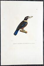 1824 Louis Freycinet & Paul-Louis Oudart Antique Print Rufous-Bellied Kookaburra