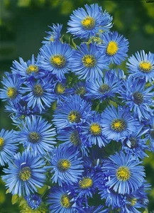 Aster novae-angliae 'Barr's Blue', Herbstaster, blau, ca. 11x11 cm Topf - Bild 1 von 2