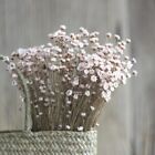 50 pièces mini étoile chrysanthème bouquet de fleurs séchées maison fête décoration florale