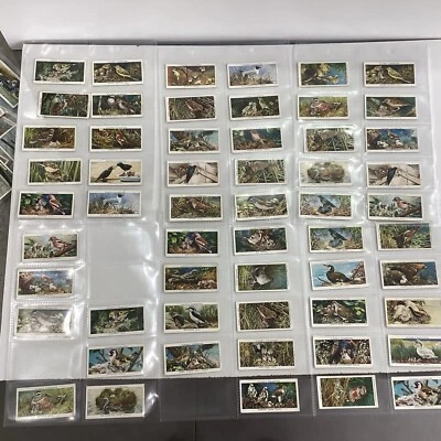 Over 50 Birds In Their Young John Player & Sons Cigarette Cards - Image 1 of 4