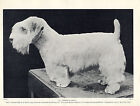 SEALYHAM TERRIER NAMED CHAMPION DOG OLD 1934 DOG PRINT