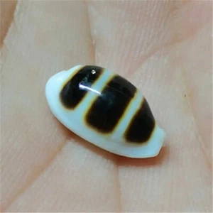 Rare Asellus Cowrie Striped Cowry Seashell Rare Real Aquarium Decor 0.5" In - Picture 1 of 3