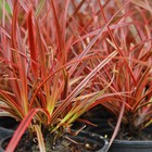 Uncinia Grass Plant Rubra 'Everflame' Hardy Perennial 9cm Pot Fiery Foliage T&M