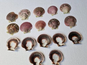 17 Stück Deko Muscheln Jakobsmuscheln Maritime Deko - ca. 8 cm Durchmesser - Bild 1 von 11