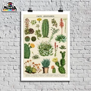 Poster Board Cactus Succulent Plants Plugs Flowers Garden Green Succulent Summer - Bild 1 von 1
