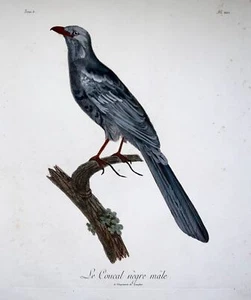 1802 Francois Le Vaillant (1753-1824) - großes Folio - COUCAL mit schwarzem Gesicht - Bild 1 von 4