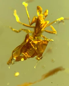 Burmese fossil burmite Cretaceous amber scorpion insect fossil amber Myanmar - Picture 1 of 7