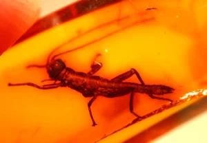 Ultra RARE Walking Stick Insect Phasmid in Baltic Amber Fossil Gemstone - Picture 1 of 11