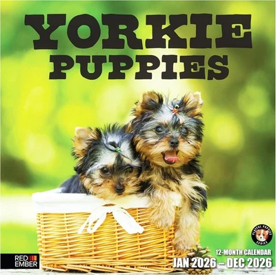 RED EMBER Yorkie Puppies Yorkshire Terriers New 2026, 01 -  - Image 1 of 4