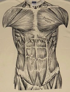 MUSCLES-Leslie Arwin Muscular System Anatomy Science Biology 2-sided T shirt - Picture 1 of 4