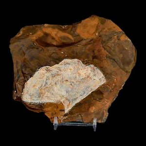 Hoja de planta fósil detallada de Ginkgo Cranei de 3,4" condado de Morton, ND Edad Paleoceno - Imagen 1 de 7
