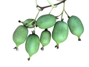 100 Samen  Mini Kiwi 'Sorte Issai' Frostfest  - Bild 1 von 1