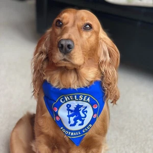 Chelsea Dog Bandana Football Slide on Collar Neckerchief - Picture 1 of 5