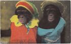 1947 St Louis Missouri Mo Postcard Foreat Park Zoo Dressed Chimpanzees