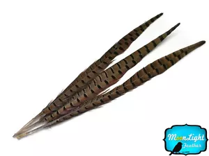 10 pieces - 16-18" NATURAL LONG Ringneck Pheasant Tail Feathers - Picture 1 of 3