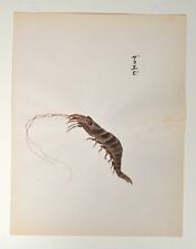 Original japanisches Aquarell Gouache 1910 Garnele Shrimps  Miniatur Malerei 