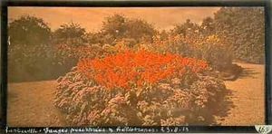 Autochrome Frères Lumière "Sauges Pourprées et héliotropes " panoramique 1913 - Bild 1 von 1