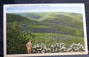 Karierter Sonnenschein über Pennsylvanias Schwarzwald - Bild 1 von 2
