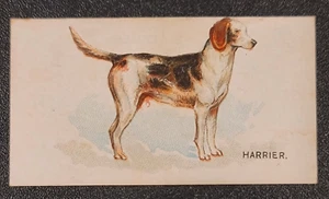 1890 Dogs of the World N163 Goodwin & Co Zigarettenfabrik Tabakkarte Harrier - Bild 1 von 3