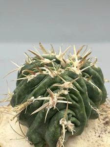 Echinocactus texensis cv. Anayami f. mostruosa vaso 10 cm innestato - Imagen 1 de 5