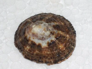 PATELLA RUSTICA SPECIAL DARK, MONSTER - Picture 1 of 2