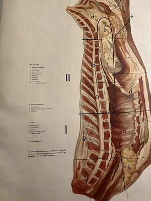 HERMOSA tabla de carnicero médico alemán vintage. Colores impresionantes Foto 1 de 4