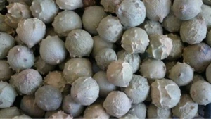 Gall Oak Aleppo oak Manjakani Downy Oak Mayaphala MAJUPHAL 100 gram WHOLE - Picture 1 of 1
