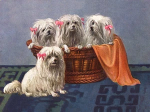 MALTESE CHARMING DOG GREETINGS NOTE CARD FOUR LOVELY DOGS IN BASKET - Picture 1 of 1