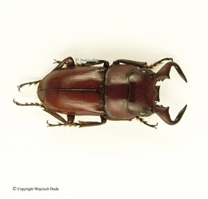 Dorcus groulti groulti – M, Rare, N.E.India, 20mm - Zdjęcie 1 z 1