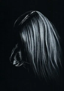 WINDHUND * Afghan Hound Afghane LEVRIER LIMITED PRINT # 4 - Bild 1 von 1