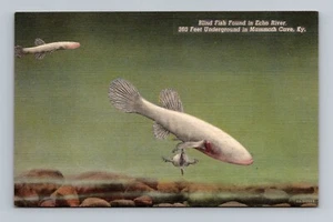 Pez ciego encontrado en la cueva del mamut del río Eco KY Kentucky c1945 postal de lino - Imagen 1 de 2