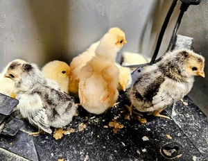 Buy 8, GET 12! 5 different PURE breeds possible. Fun to guess who is what! - Picture 1 of 8